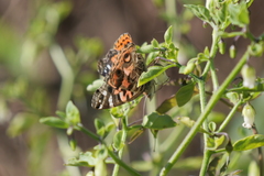 Vanessa braziliensis
