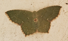 Chloropteryx tepperaria
