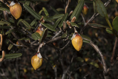 Siegfriedia darwinioides