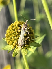 Harmostes reflexulus