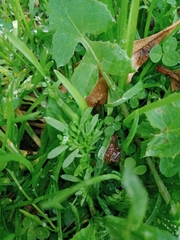Lepidium didymum