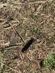 Trimerotropis verruculata