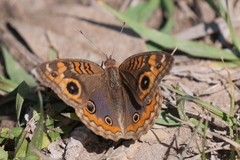 Junonia genoveva hilaris