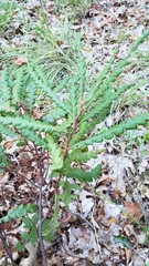 Comptonia peregrina