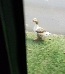 Anser anser domesticus