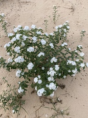 Euploca convolvulacea