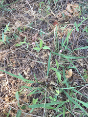 Strophostyles leiosperma