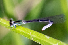 Ischnura