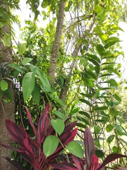 Passiflora quadrangularis