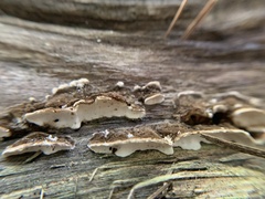 Trametes