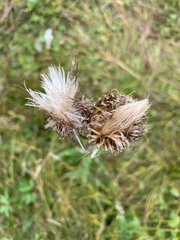 Cirsium pannonicum