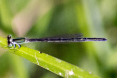 Ischnura