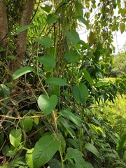 Passiflora quadrangularis