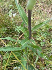 Cirsium pannonicum