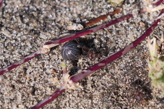 Acromyrmex heyeri