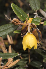 Siegfriedia darwinioides