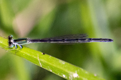 Ischnura