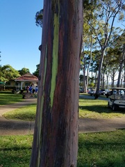 Eucalyptus deglupta