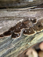 Trametes