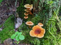 Hygrophoropsis