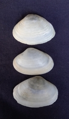 Mactrotoma antecedens