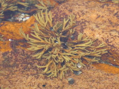 Fucus