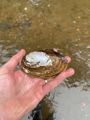 Potamilus fragilis