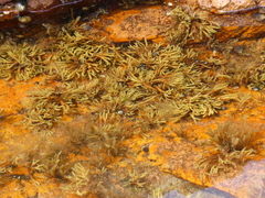 Fucus