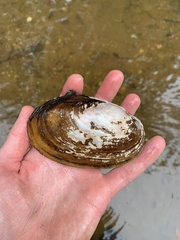 Potamilus fragilis