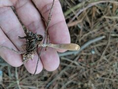 Clavariadelphus americanus