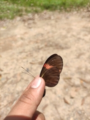 Heliconius erato hydara