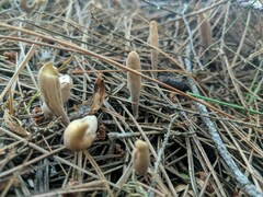 Clavariadelphus americanus