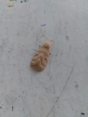 Halysidota