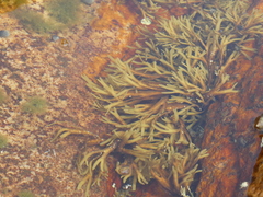 Fucus