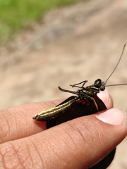Heliconius erato hydara