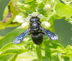 Megachile xylocopoides