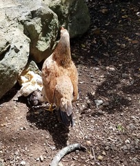 Gallus gallus domesticus