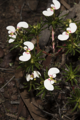Stylidium involucratum