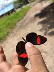 Heliconius erato hydara