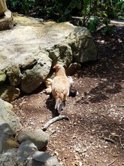Gallus gallus domesticus