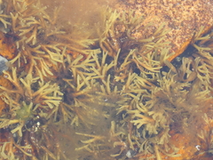 Fucus