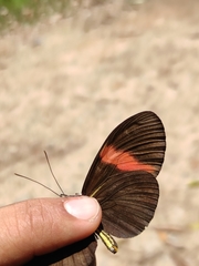 Heliconius erato hydara