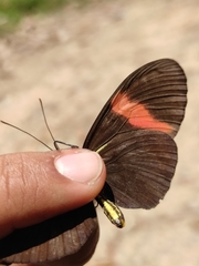 Heliconius erato hydara