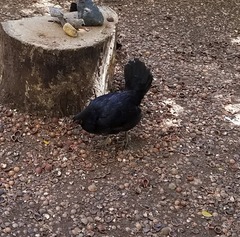 Gallus gallus domesticus