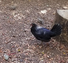 Gallus gallus domesticus