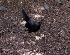Gallus gallus domesticus