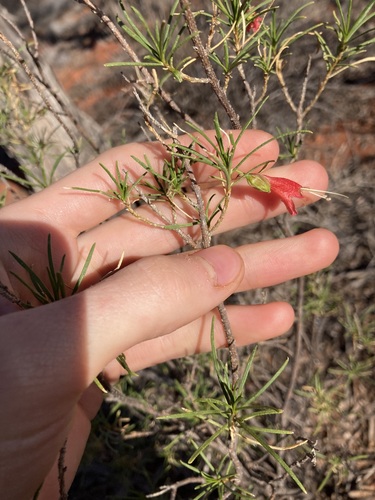 Image of Crimson Turkey Bush (Eremophila latrobei) by (c) Thomas Mesaglio, some rights reserved (CC BY)