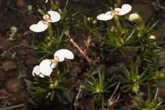 Stylidium involucratum