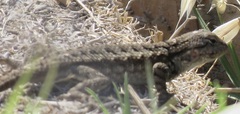 Sceloporus occidentalis bocourtii