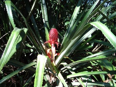 Ananas comosus